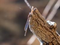 Gemeine Winterlibelle Männchen